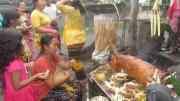 Pig Offer - Bali Pictures Indonesia